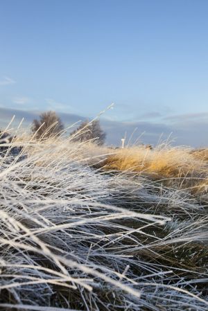 haworth frost jan 15 2012 sm.jpg